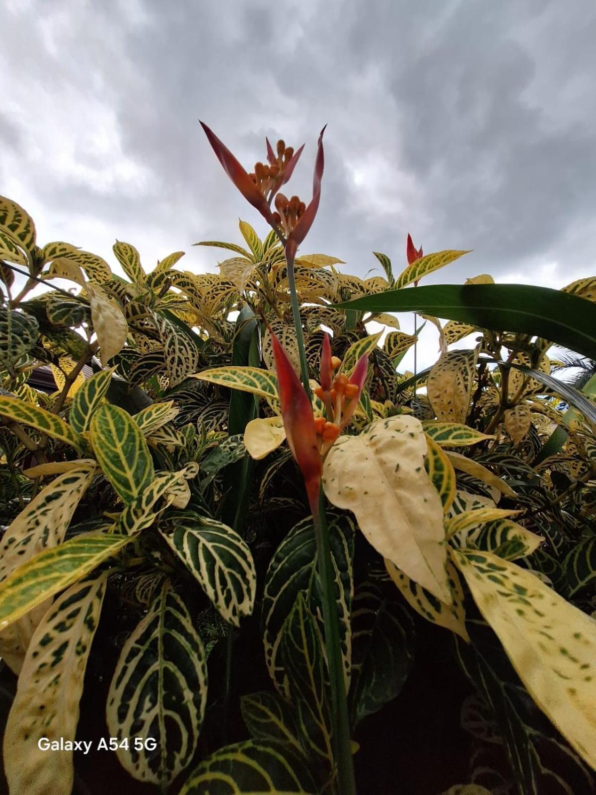 Iris Arenal Hotel La Fortuna Exterior photo